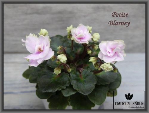Petite Blarney